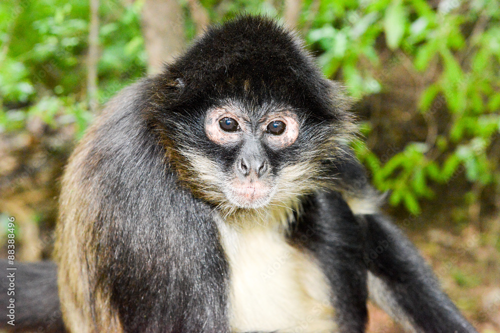 Obraz premium Bush Baby Money