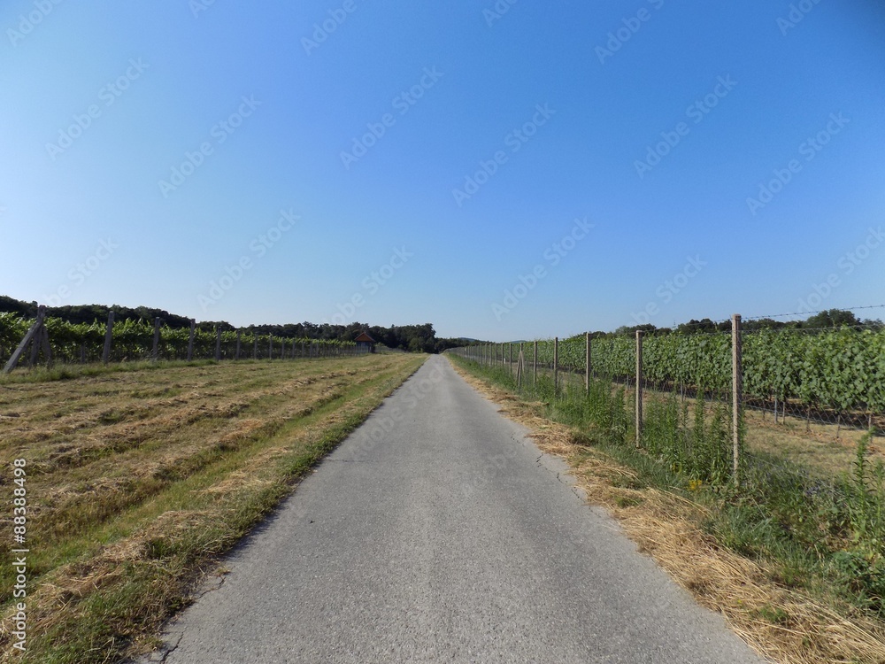 Road between vineyards