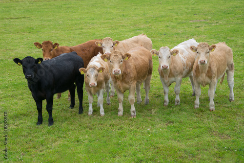 Коровы в поле