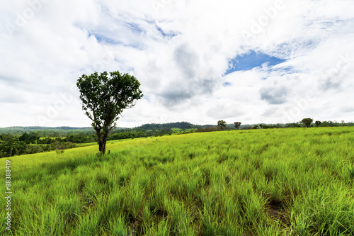 Road of savanna Field in green season.