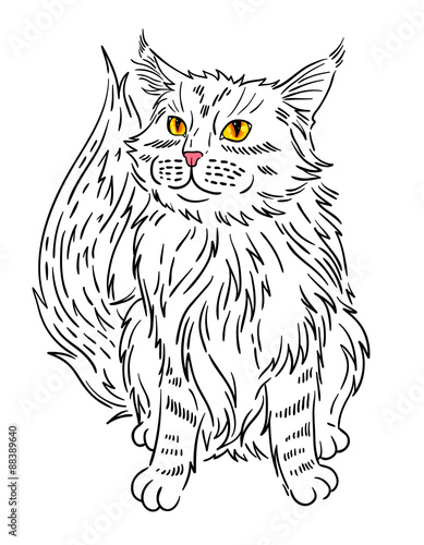 Maine coon