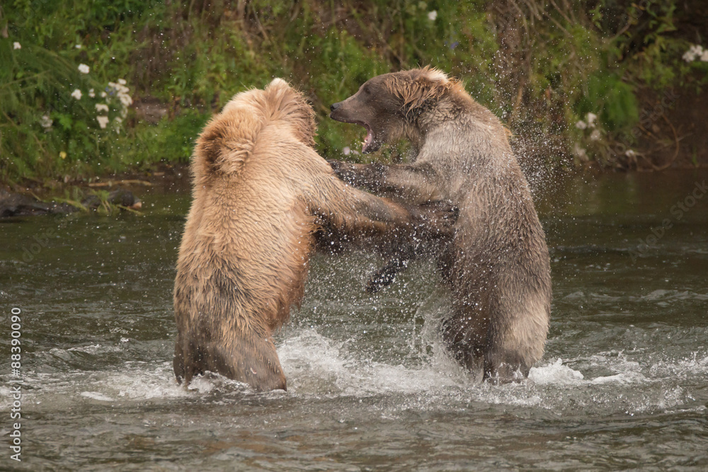 Fototapeta premium Brown bears fighting in spray of water