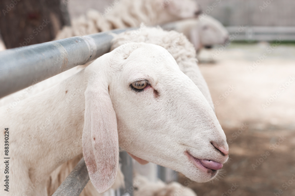 sheep in the farm are waiting for the food sheep in the farm are waiting for the food