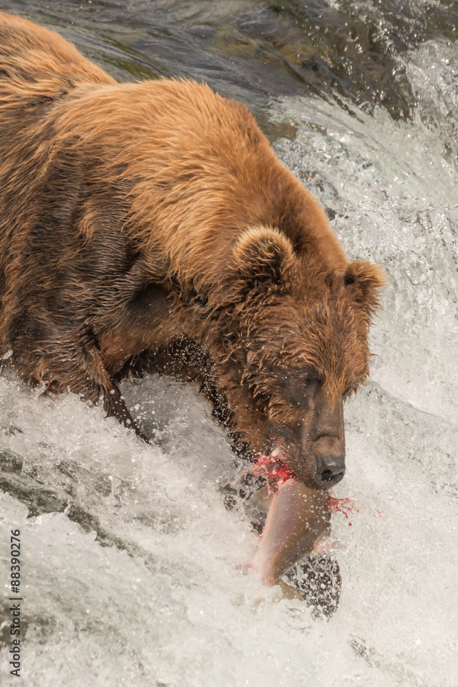 Close-up of bear with salmon in mouth Close-up of bear with salmon in mouth