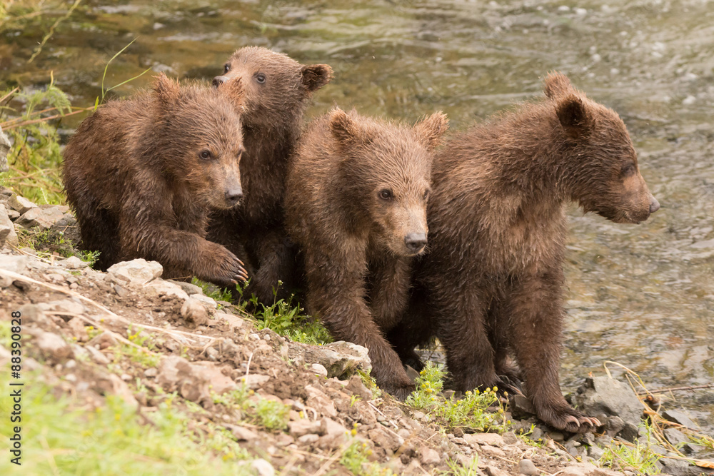 Obraz premium Four brown bear cubs beside Brooks River
