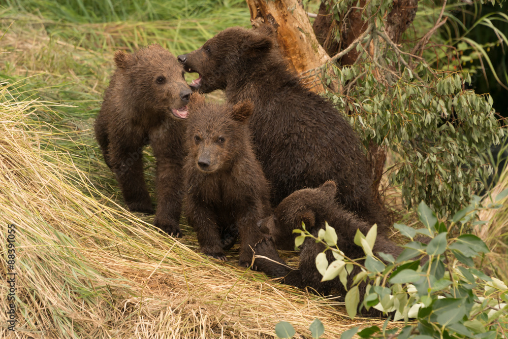 Four brown bear cubs sitting beneath tree Four brown bear cubs sitting beneath tree