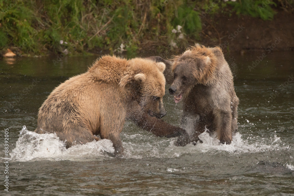 Naklejka premium Two bears fighting each other in river