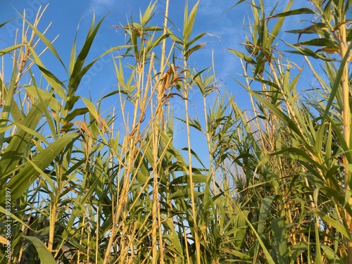 Bamboos and sky