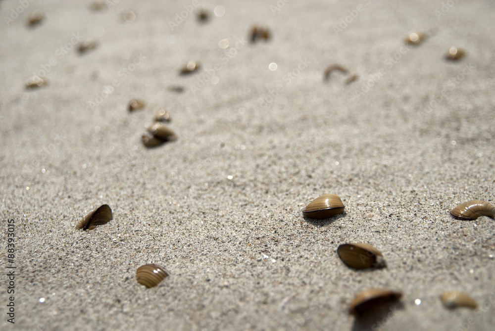 Clam shells on the beach covered in sand. Clam shells on the beach covered in sand.