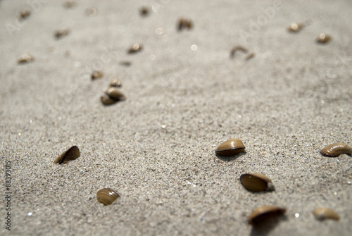 Clam shells on the beach covered in sand. 