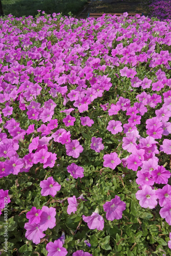 Fototapeta premium ペチュニアの花畑