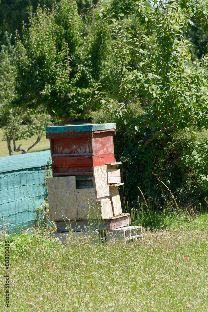 Bee hive in garden