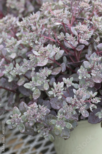 Sedum - Dazzleberry