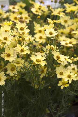 Coreopsis - Creme Brulee