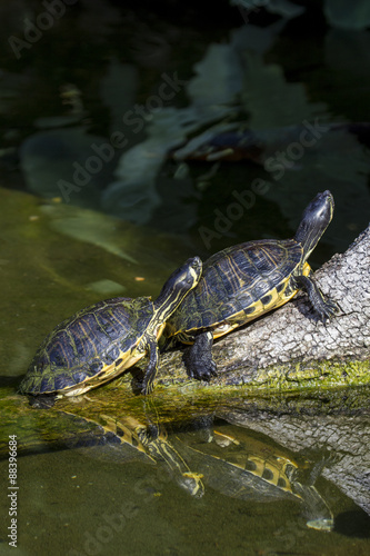 Pond slider turtles sunbathing