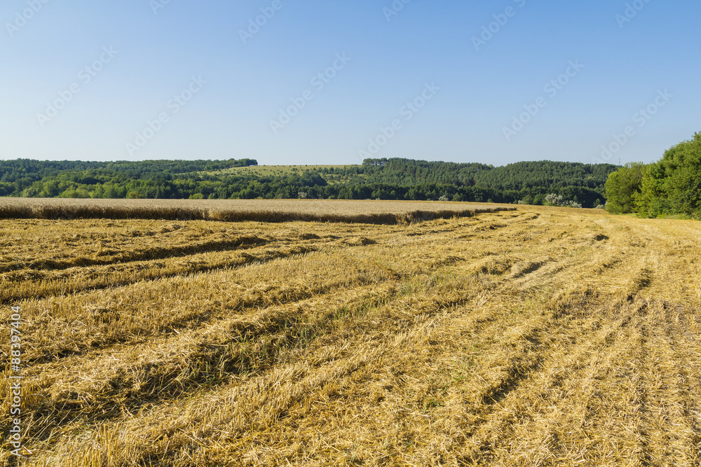 Sloping field of wheat. harvest