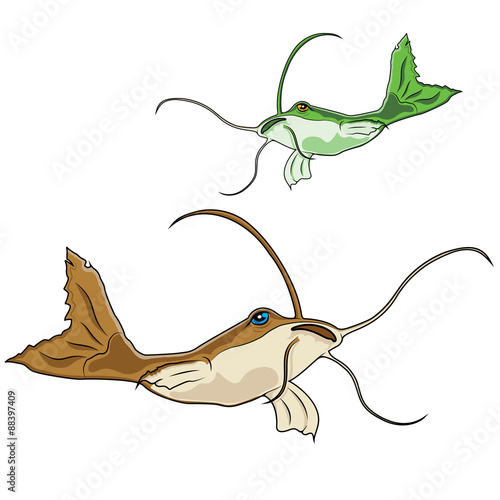 Catfish Isolated on White Background