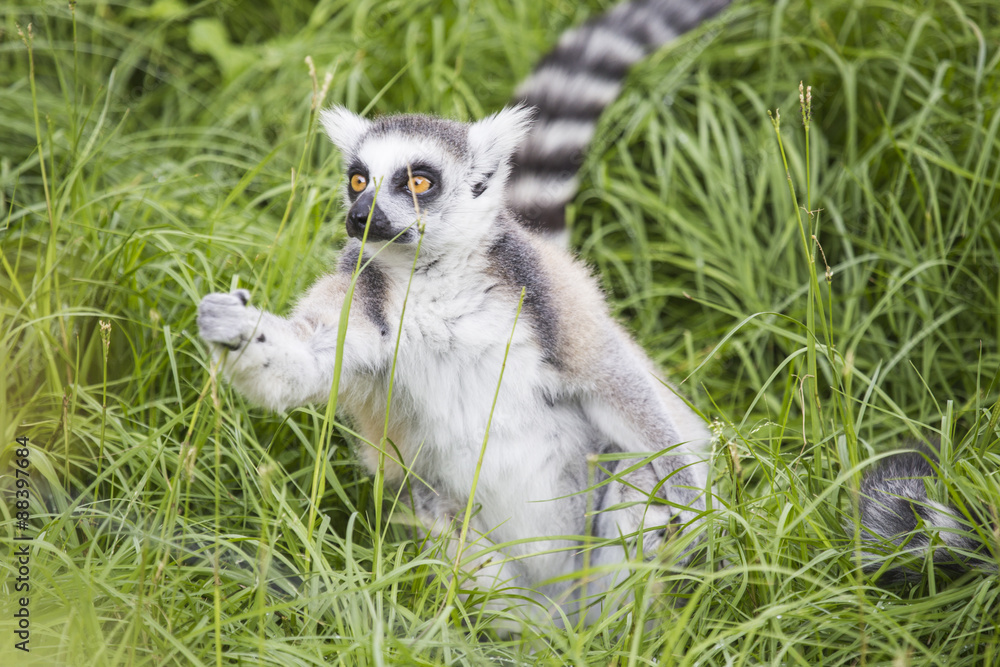Ring-tailed lemur grabbing a blade of grass