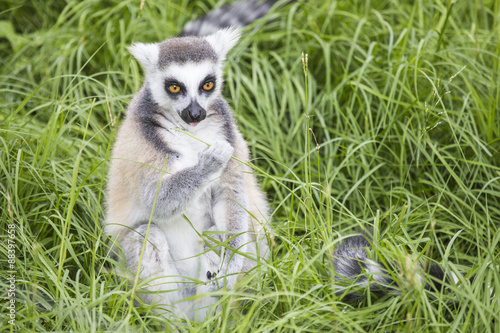 Ring-tailed lemur feeding in the grass © mattiaath
