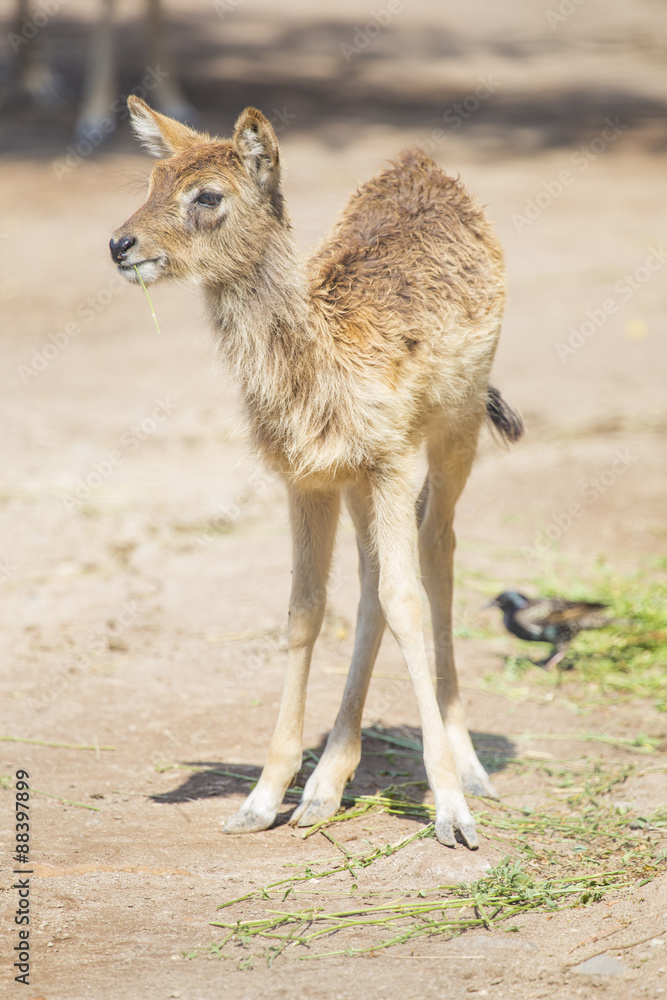 Fototapeta premium Calf of waterbuck standing