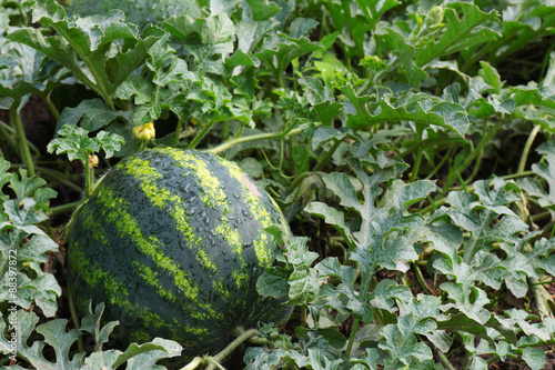 water mellon after rain