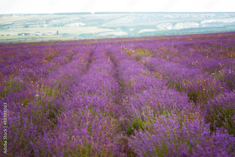 Big field of the blossoming lavender on the hill in summer day