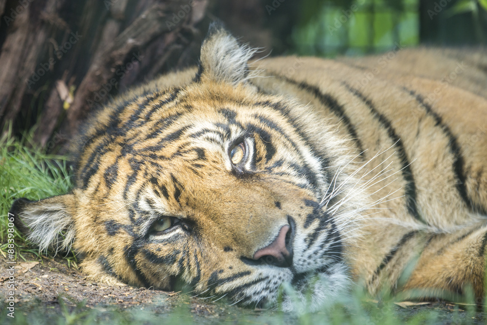 Fototapeta premium Tiger resting at the ground