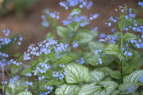 Siberian Bugloss - Jack Frost