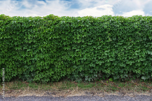 ideas for garden - Green ivy wall over blue sky