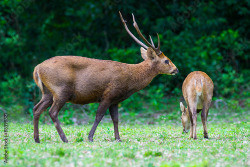 Hog deer on field, Phukhieo Wildlife Sanctuary, Chaiyaphum province. Thailand