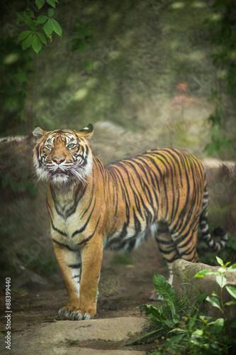 Closeup of a Siberian tiger also know as Amur tiger 