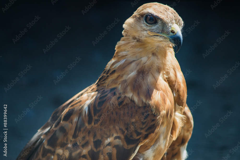 steppe eagle steppe eagle