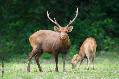 Hog deer on field, Phukhieo Wildlife Sanctuary, Chaiyaphum province. Thailand