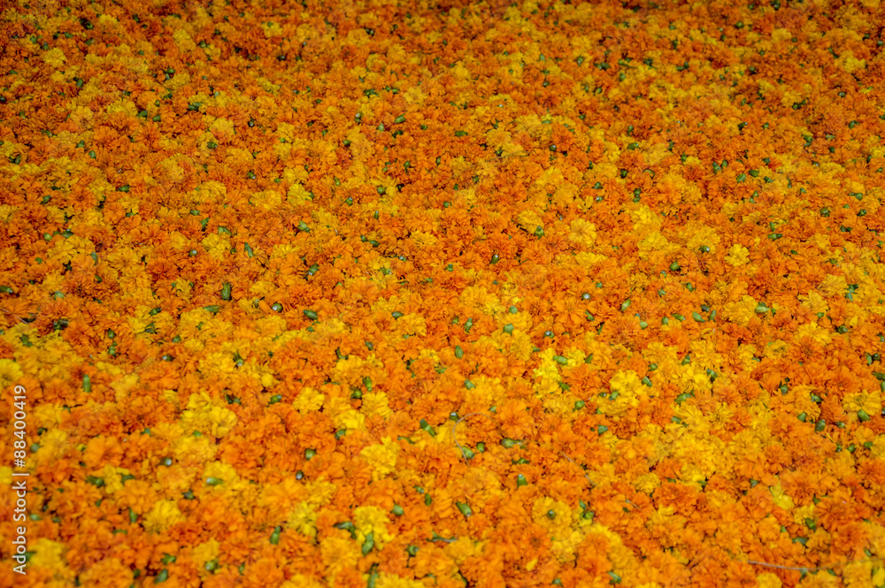 Flowerbed of yellow orange marigold flowers Flowerbed of yellow orange marigold flowers