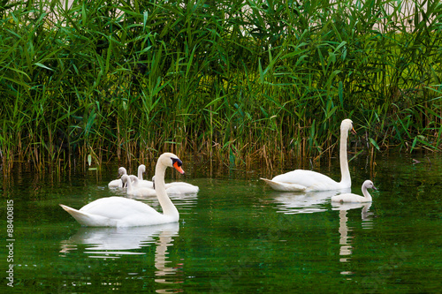 Swans on the lake. Swans with nestlings. Swan with chicks. Mute
