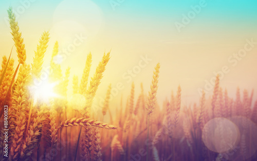 art golden wheat field and sunny day