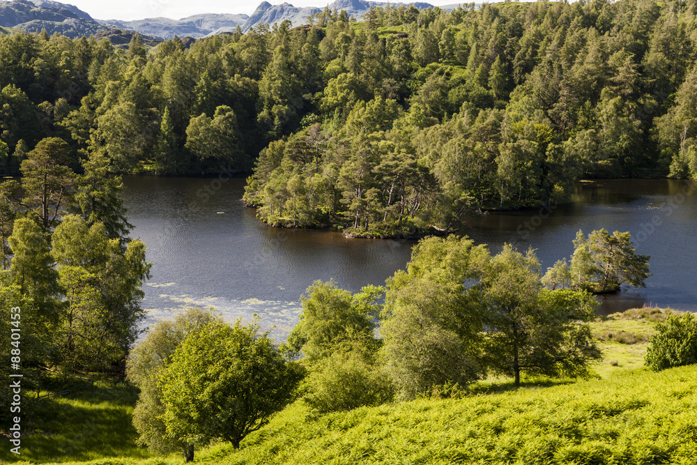 Tarn Howes, English Lake District, Cumbria, England, UK.