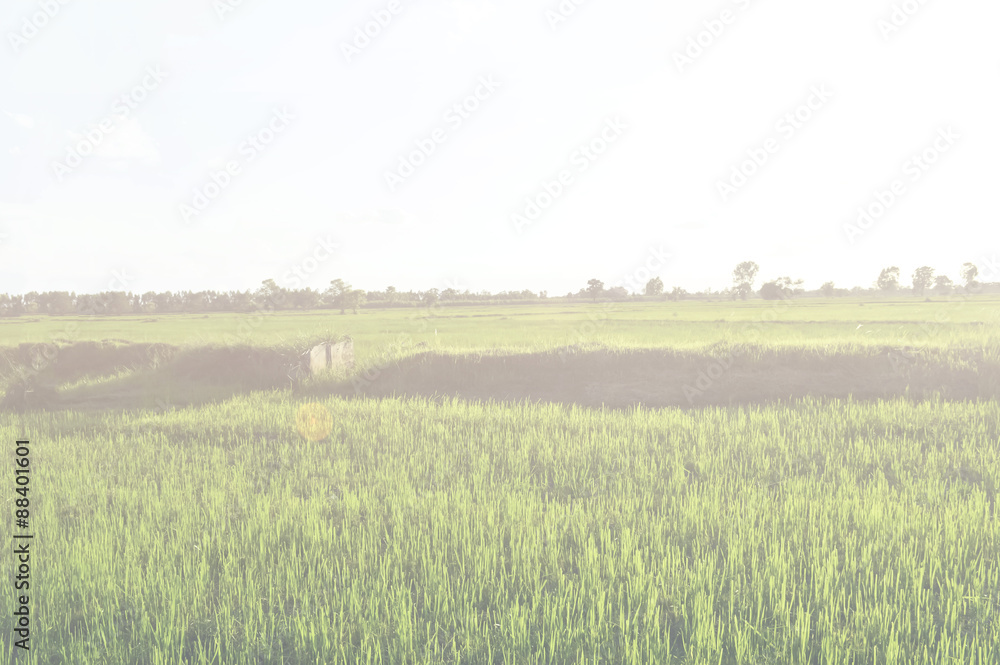 rice field on vintage effect