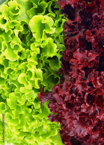 Lettuce Leaves Background