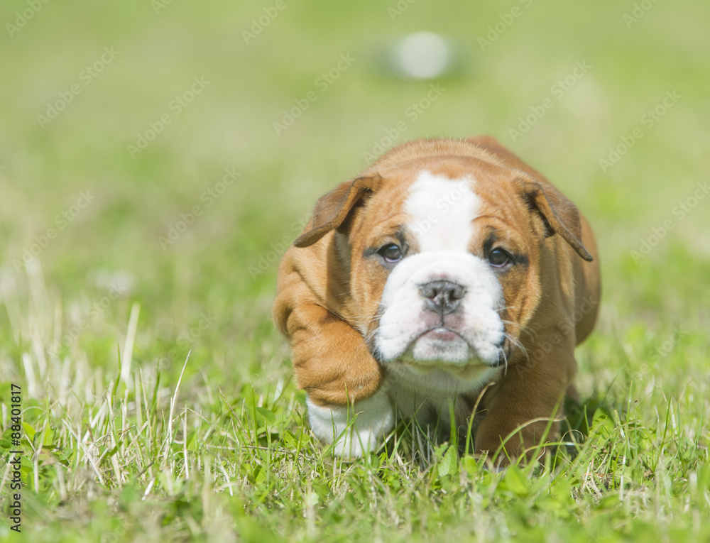 Cute english bulldog puppies playing outdors Cute english bulldog puppies playing outdors