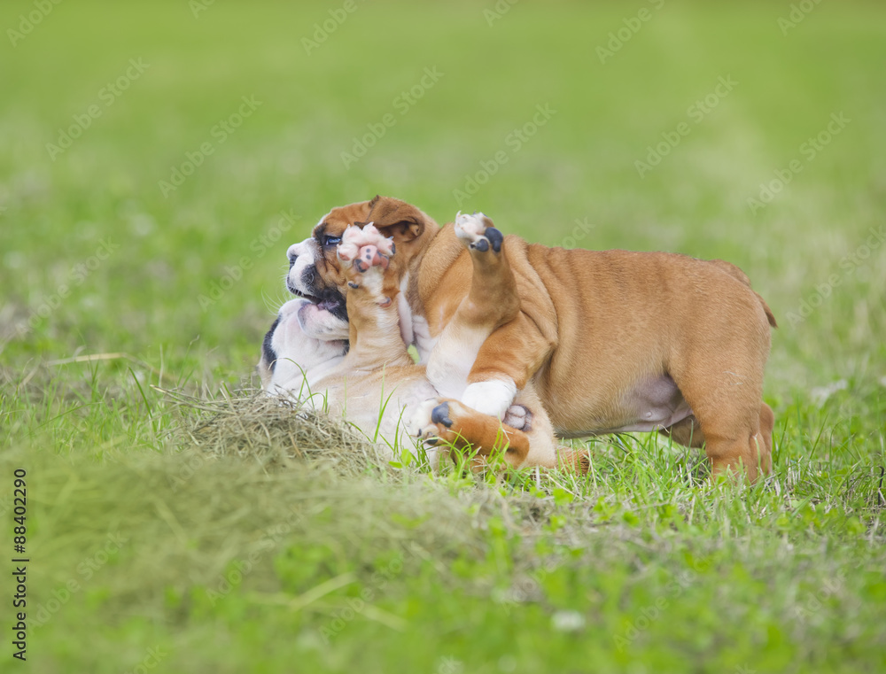 Cute english bulldog puppies playing outdors Cute english bulldog puppies playing outdors