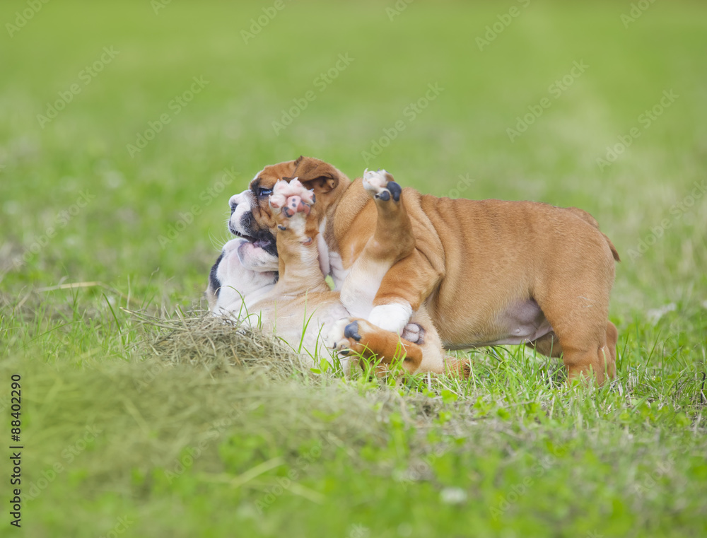 Cute english bulldog puppies playing outdors