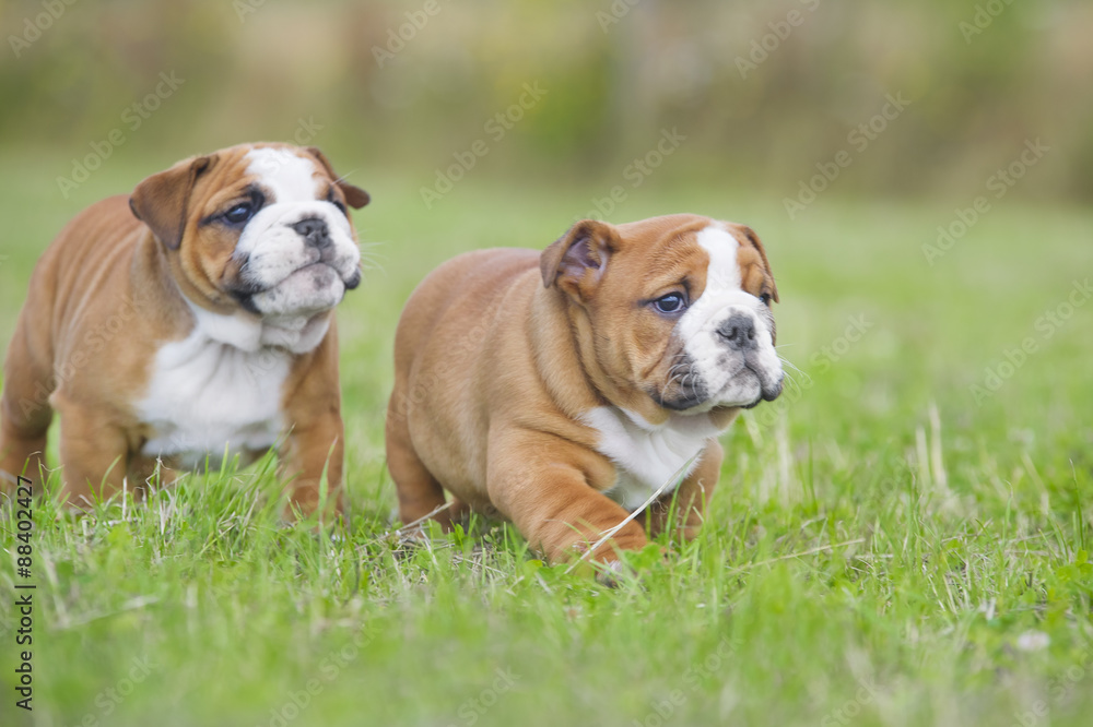 Cute english bulldog puppies playing outdors