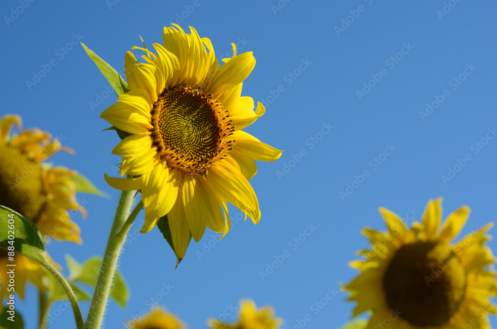 Fabulous landscape of single sunflower against the sky on a sunn Fabulous landscape of single sunflower against the sky on a sunn