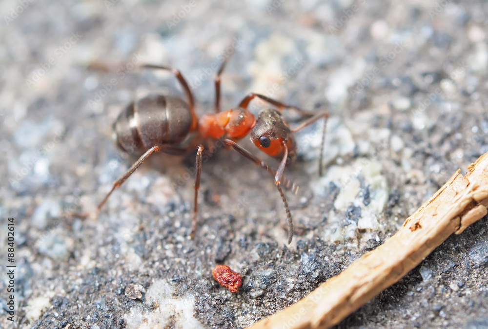 Ant in the forest Ant in the forest