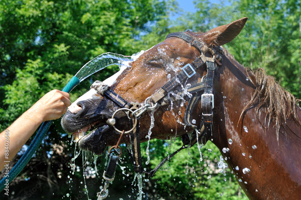 Fototapeta premium satisfied happy horse cooled by water in series, 2 of 4