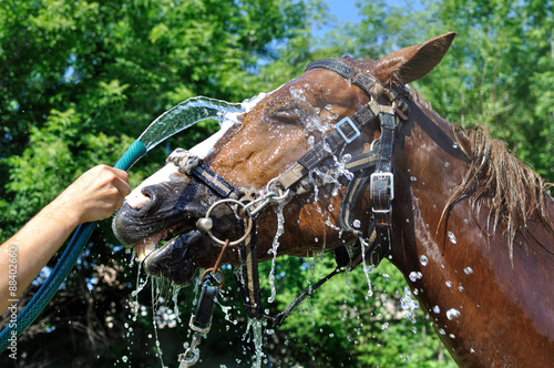 satisfied happy horse cooled by water in series, 2 of 4