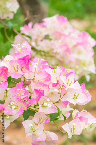 Fototapeta Naklejka Na Ścianę i Meble -  Flowers plant