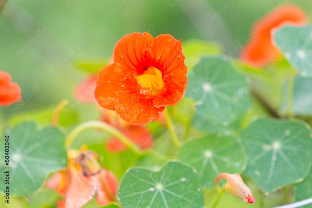 Beautiful nasturtium flowers Beautiful nasturtium flowers
