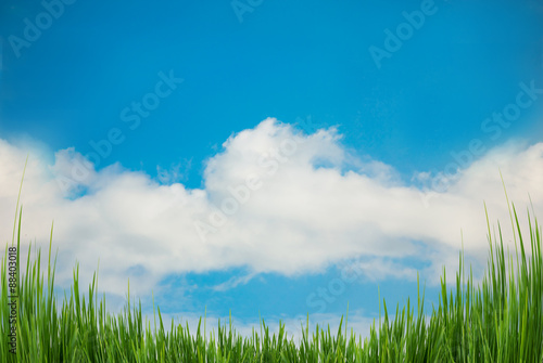 Nature sky background and green grass